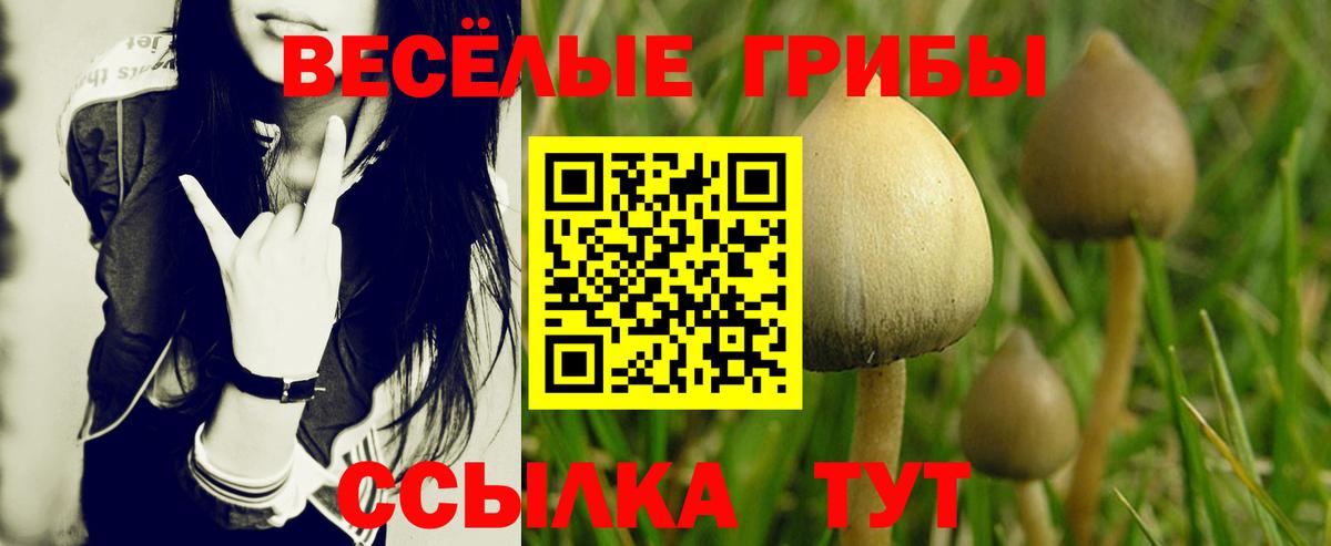 Псилоцибиновые грибы ЛСД  Вход с VPN  купить закладку  Реж  Псилоцибиновые грибы Psilocybe 